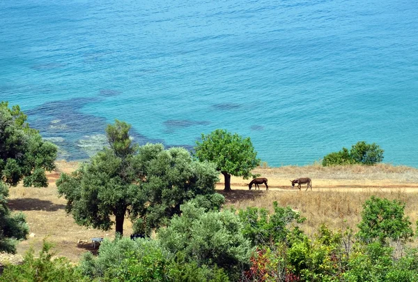 Sea shore summer — Stock Photo, Image