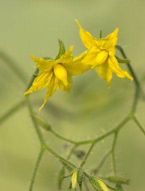 domates çiçekleri