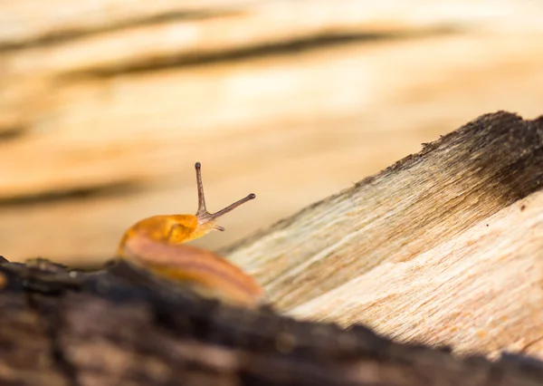 在木头上爬行的橙色蛞蝓 — 图库照片