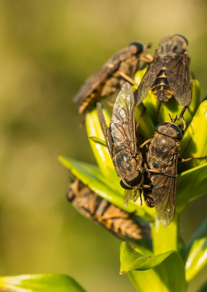 Horseflies Stockfoto