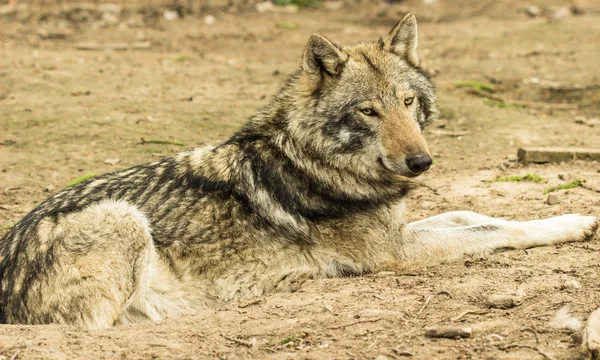 Europese grijze wolf Rechtenvrije Stockafbeeldingen