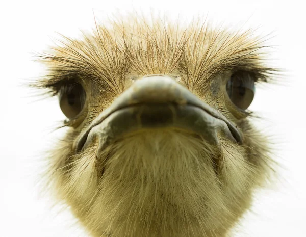 Cabeça de avestruz Imagem De Stock