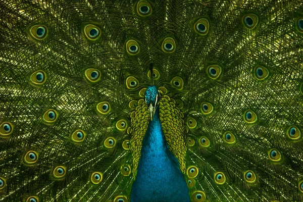 Retrato de belo pavão Imagem De Stock