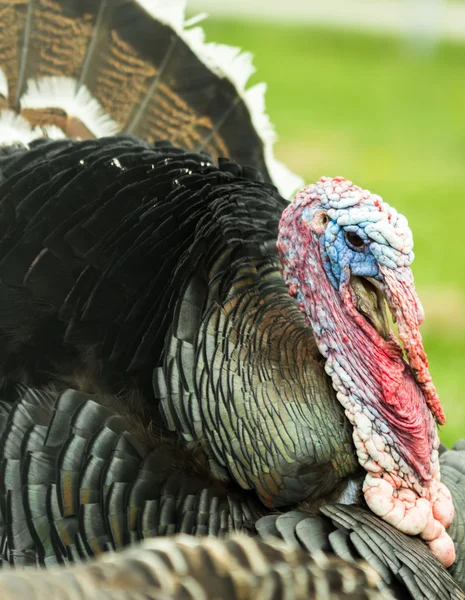 Mannelijke Turkije gobbler Rechtenvrije Stockfoto's