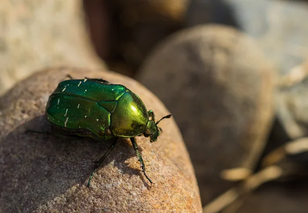 大きな緑のカブトムシ — ストック写真