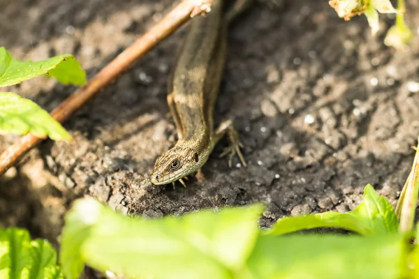 Lagarto vivíparo — Fotografia de Stock