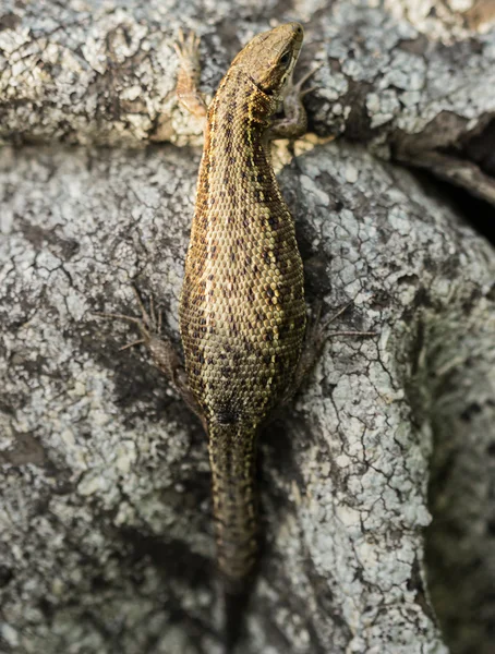 Lagarto vivíparo — Fotografia de Stock