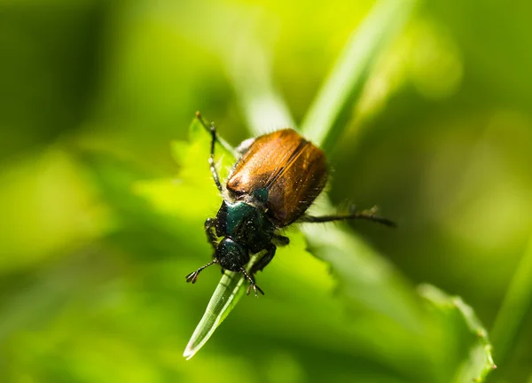 Käfer auf einem Gras — Stockfoto