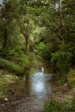 Yaz ve tatil. Deniz kenarındaki güzel doğa, güzel hava ve parlak güneş.. 