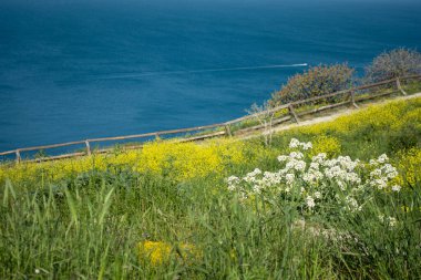Yaz ve tatil. Deniz kenarındaki güzel doğa, güzel hava ve parlak güneş.. 