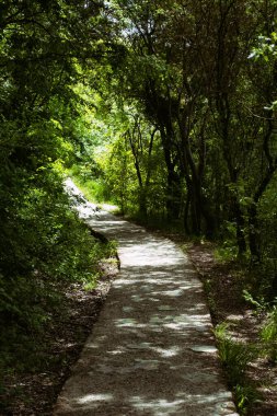 Yaz ve tatil. Deniz kenarındaki güzel doğa, güzel hava ve parlak güneş.. 
