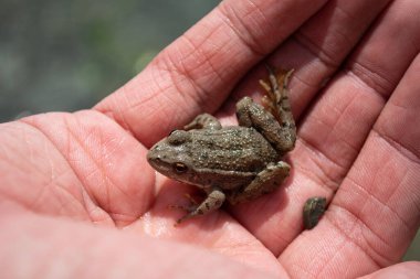 Yakışıklı adam ormanda doğanın resimlerini çekiyor..