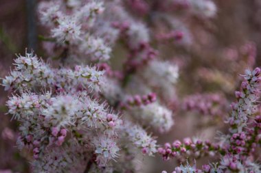 Yaz ve tatil. Deniz kenarındaki güzel doğa, güzel hava ve parlak güneş.. 