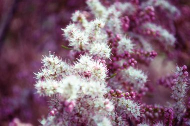 Yaz ve tatil. Deniz kenarındaki güzel doğa, güzel hava ve parlak güneş.. 