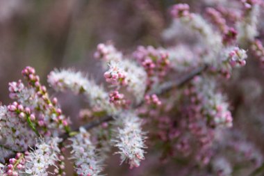 Yaz ve tatil. Deniz kenarındaki güzel doğa, güzel hava ve parlak güneş.. 
