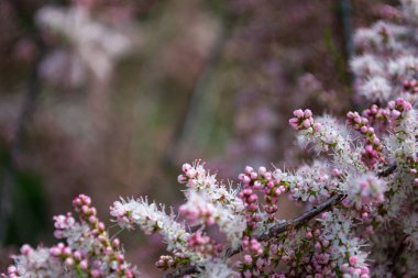 Yaz ve tatil. Deniz kenarındaki güzel doğa, güzel hava ve parlak güneş.. 