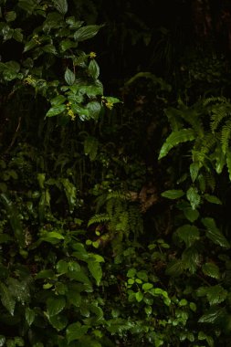 Ormanda yağmurlu bir sabah. Dağlarda tatil..