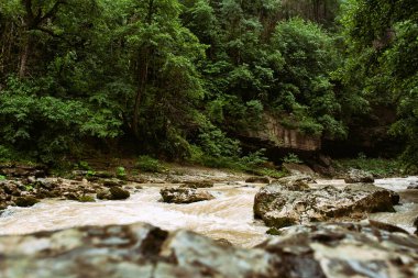Ormanda yağmurlu bir sabah. Dağlarda tatil..