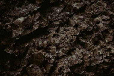 Ormanda yağmurlu bir sabah. Dağlarda tatil..