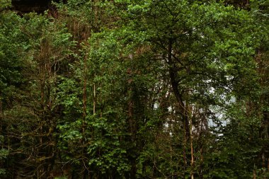 Ormanda yağmurlu bir sabah. Dağlarda tatil..