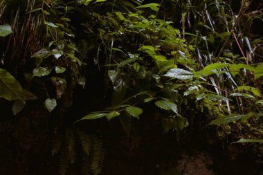 Ormanda yağmurlu bir sabah. Dağlarda tatil..