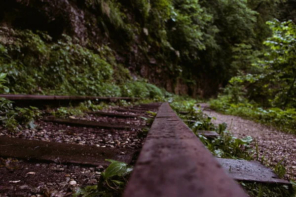 Regnerischer Morgen Wald Urlaub Den Bergen — Stockfoto