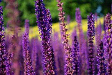 Yaz ve tatil. Ormandaki doğa.