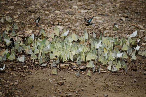 Butterfly — Stock Photo, Image