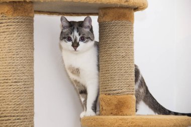 Kedi sığınakta saklanıyor. Kedi atlamaya hazırlanıyor..