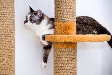 Kedi kulübesinde bir kedi. Kedi evinde dinleniyor..