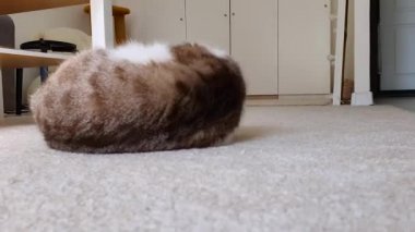 Şirin kedi halıda yuvarlanıyor. Mutlu ve tembel ruh hali. Yakın çekim..