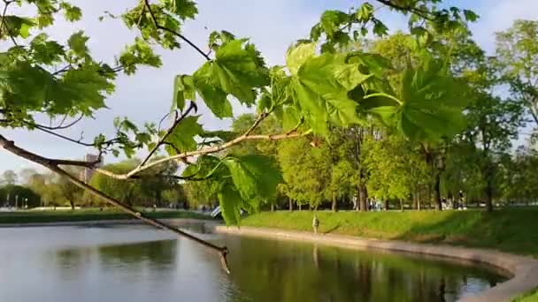 Une branche d'érable devant un ciel bleu au printemps avec un vent fort, les gens marchent en arrière-plan. — Video