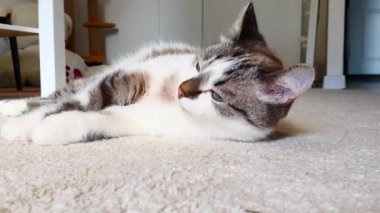 Şirin kedi halıda yuvarlanıyor. Mutlu ve tembel ruh hali. Yakın çekim..