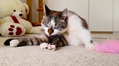Şirin kedi halıda yuvarlanıyor. Mutlu ve tembel ruh hali. Yakın çekim..
