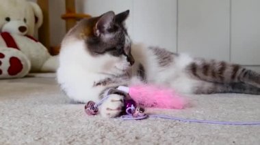 Şirin kedi halıda yuvarlanıyor. Mutlu ve tembel ruh hali. Yakın çekim..