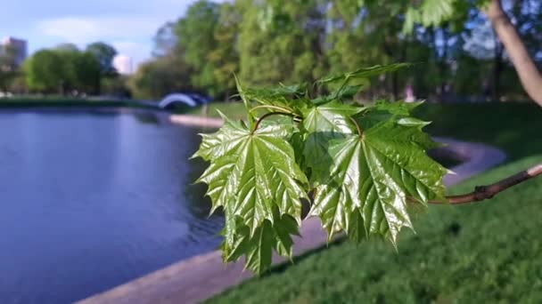 En lönn gren framför en blå himmel på våren med en stark vind, människor går i bakgrunden. — Stockvideo