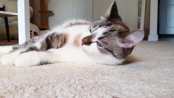 Niedliche Katze purzelt auf den Teppich. Fröhliche und faule Stimmung. Nahaufnahmen. — Stockvideo