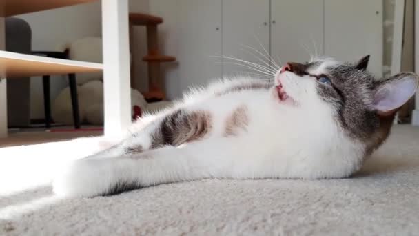 Lindo gato cae en la alfombra. Feliz y perezoso estado de ánimo. Primeros planos. — Vídeo de stock