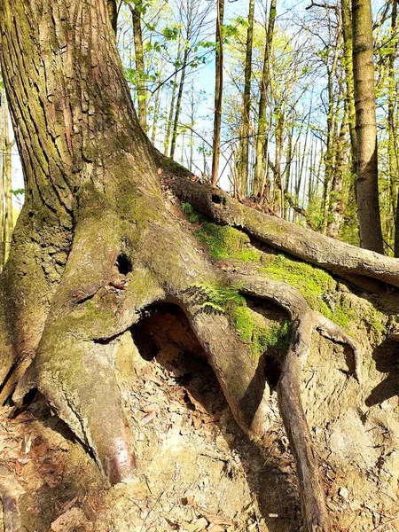 De wortels van een oude boom. Een gat in de wortels van een boom. Boom in het bos close-up — Stockfoto