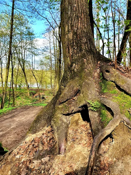 De wortels van een oude boom. Een gat in de wortels van een boom. Boom in het bos close-up — Stockfoto