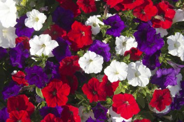 Pembe ve beyaz petunya çiçekleri yakın plan.