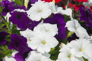Pembe ve beyaz petunya çiçekleri yakın plan.