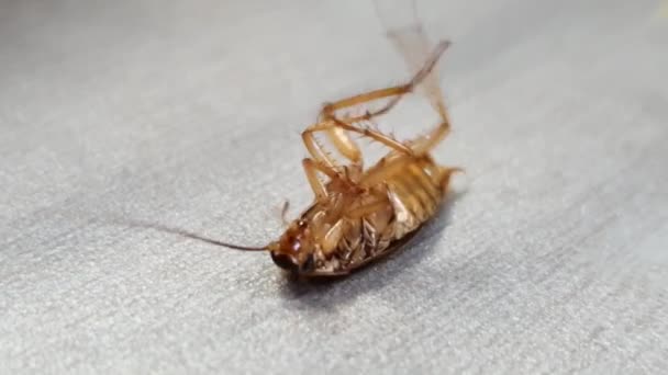 The cockroach is lying on its back. The dying cockroach. Big cockroach fighting, unable to get back on its feet — Stock Video