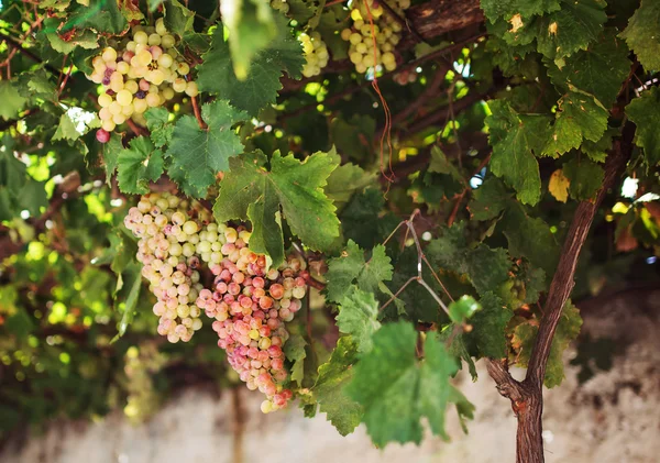 Uvas em Naxos, Grecia . — Fotografia de Stock