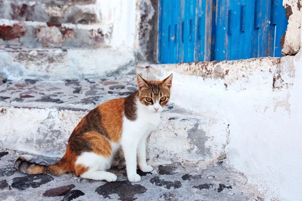 Kedi Santorini, Yunanistan