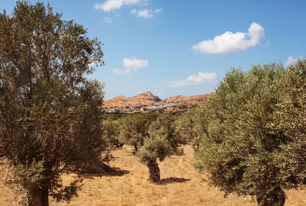 Оливковая плантация на острове Наксос, Греция . Лицензионные Стоковые Изображения