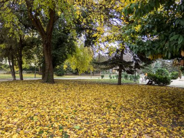 Sonbaharda bahçede kahverengi ve sarı yapraklı ağaçlar.