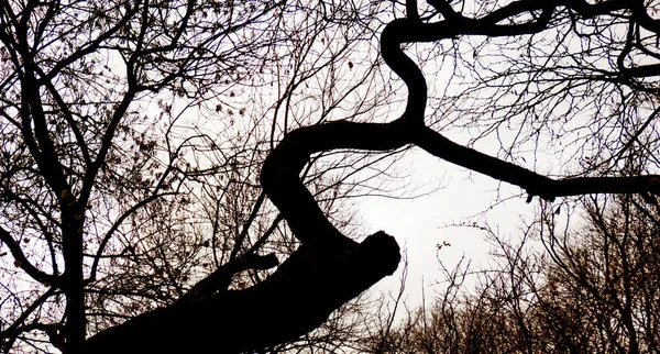 Konturerna Ett Gammalt Trasigt Träd Mot Himlen — Stockfoto