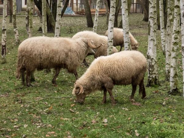 Kilka Lekkich Owiec Dużymi Wirującymi Rogami Wśród Drzew — Zdjęcie stockowe