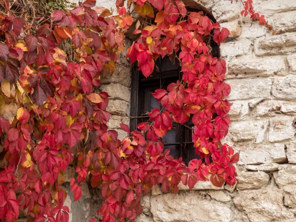 Antigua Pared Piedra Con Ventana Cubierta Planta Hiedra Con Hojas — Foto de Stock